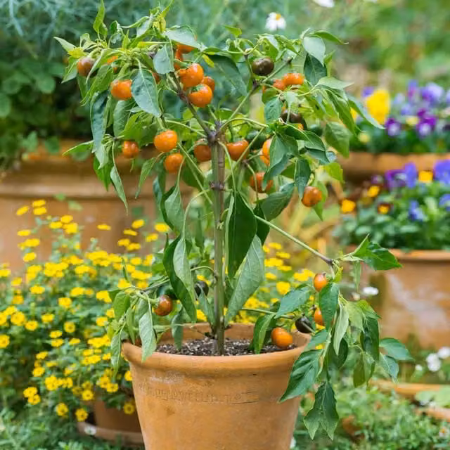 Marshalls Garden Sungold F1 Cordon Tomato Seeds, Super-Sweet Orange Salad Tomatoes, 15 Seeds
