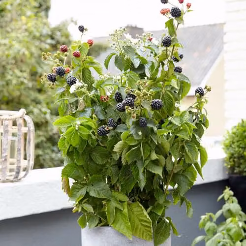 Thompson and Morgan Little Black Prince Thornless Compact Ever-Bearing Blackberry Fruit Bush, 1 x 3 Litre Pot – 2