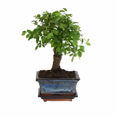 Thompson & Morgan Set of 2 Chinese Elm Zelkova Bonsai Trees with Flaking Bark in Green Ceramic Pots, 12 cm – 2