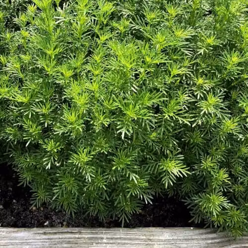 Thompson & Morgan Tagetes Dropshot Liquorice-Flavoured Edible Herb Seeds, 15 Seeds – 2