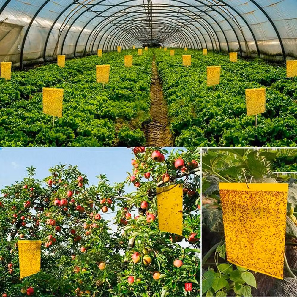 Spetlek 20-Piece Yellow Sticky Fly Trap Paper for Fruit Flies and Insects, W: 15 cm, L: 100 cm – 2