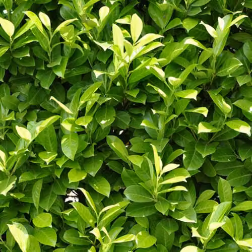 YouGarden Prunus Laurocerasus Cherry Laurel Hedging Plants in 9cm Pots – 1