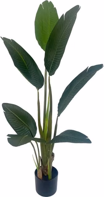 Leaf Design UK UV Resistant Traveller Banana Palm Tree, Green, Height: 50 cm