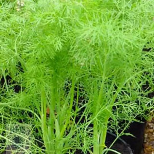 Primrose Foeniculum Vulgare Fennel Herb Garden Plant, Green and Yellow, 9cm Pot