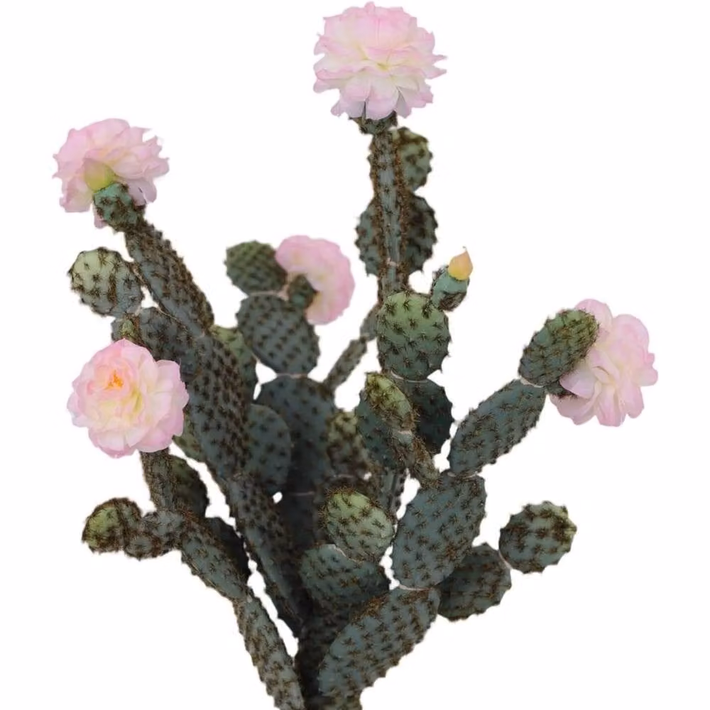 VOGREX Artificial Potted Cactus Succulent in Green and Multicolour for Tabletop Display – 4