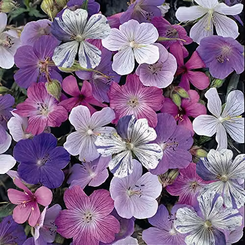 Thompson and Morgan Hardy Geranium Reflections Cranesbill Flower Seeds, Approx. 10 Seeds