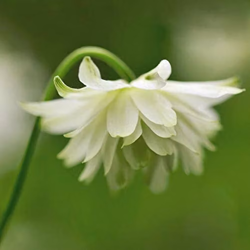 Thompson and Morgan Aquilegia x hybrida Green Apples Columbine Hardy Perennial Flower Seeds, 20 Seeds