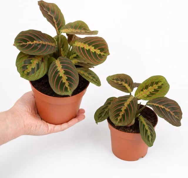 Plants By Post Maranta Fascinator Prayer Plant Indoor Houseplant with Green and Red Foliage, 1L