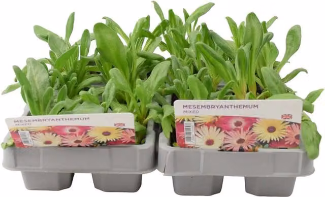 Plants by Post Mesembryanthemum Mixed Bedding Plants, 12 Plants, Multicolour