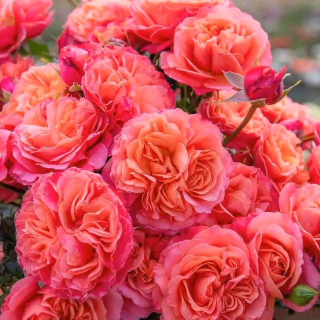 Marshalls Garden Pink Rose Coral Gardens Ornamental Shrub