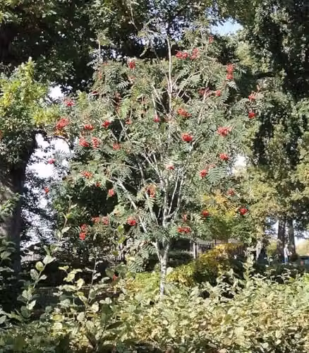 F&G Supplies Rowan Mountain Ash Native Hedge Plants, 10 Pack of Bare Root Deciduous Tree Saplings, Height: 90-120 cm