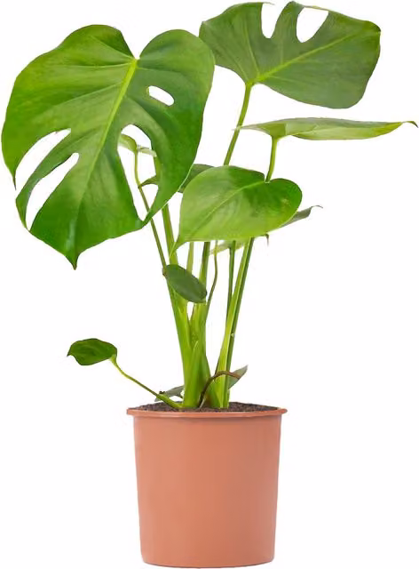 GardenersDream Monstera Deliciosa Green Indoor House Plant