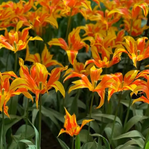 Thompson & Morgan Tulip Fire Wings Red and Yellow Spring Bulbs, 8 Bulbs – 3