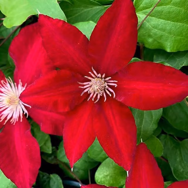 Plant Theory Clematis Rebecca Red Flowering Climbing Plant, Green