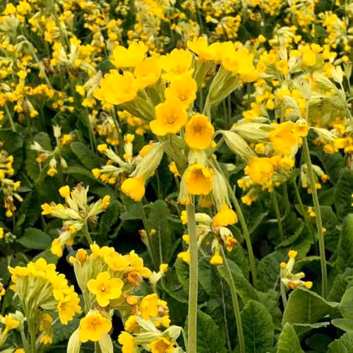 Thompson & Morgan Primula Veris Cowslip Hardy Perennial Wildflower Seeds, Yellow, 140 Seeds – 2