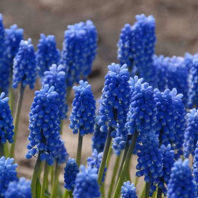 Marshalls Garden Muscari Blue Magic Ornamental Bulbs in Blue and White