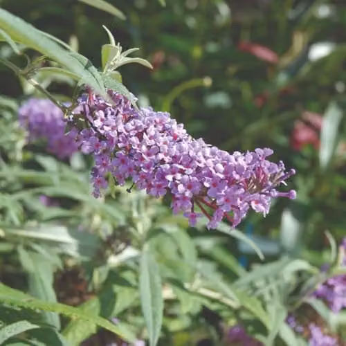 Thompson and Morgan Buddleja Buzz Lavender Compact Butterfly Bush, 2 x 1 Litre Pots