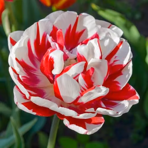 YouGarden Tulip Carnaval de Nice Spring Flowering Bulbs, 20 Bulbs, Red, White and Multicolour