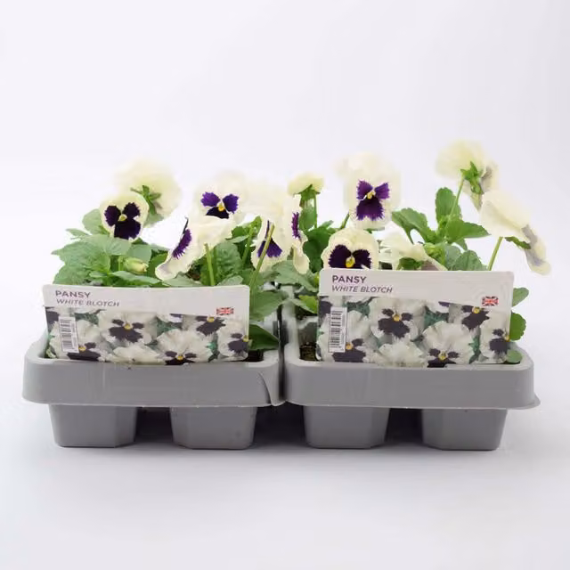 Plants By Post Pansy White Blotch Garden Ready Bedding Plants, 12 Pack