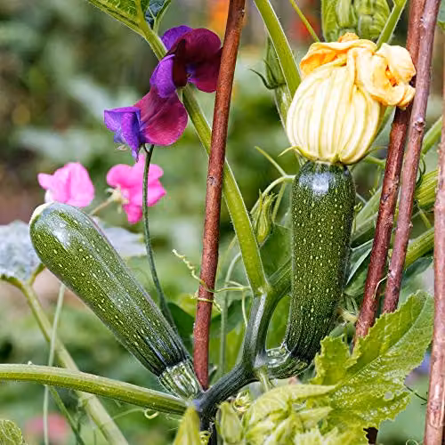 Thompson and Morgan Courgette Black Forest Seeds Cucurbita Pepo, 4 Seeds per Packet – 2