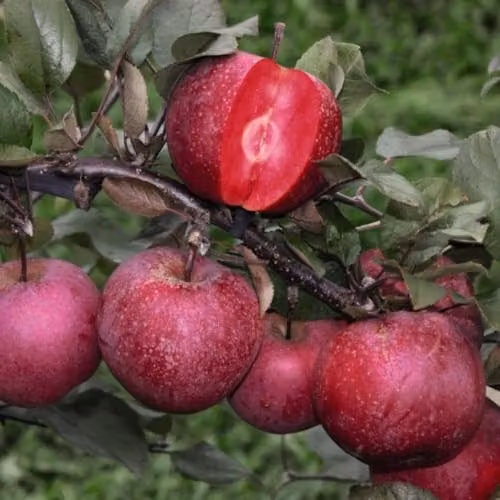 Thompson & Morgan Baya Marisa Red-Fleshed Apple Fruit Tree with Spring Blossoms, 1x 9cm Potted Plant