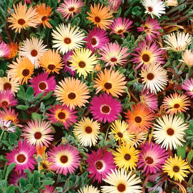 Unwins Livingstone Daisy Tapestry Mix Multicolour Flower Seeds