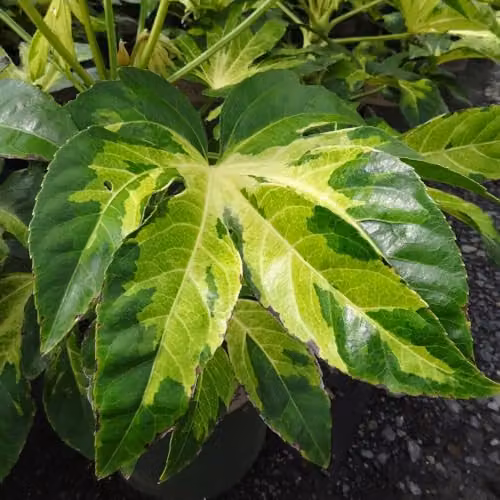 Thompson & Morgan Fatsia Camouflage Ornamental Shrub, 2 x 3 Litre Potted Plants – 3