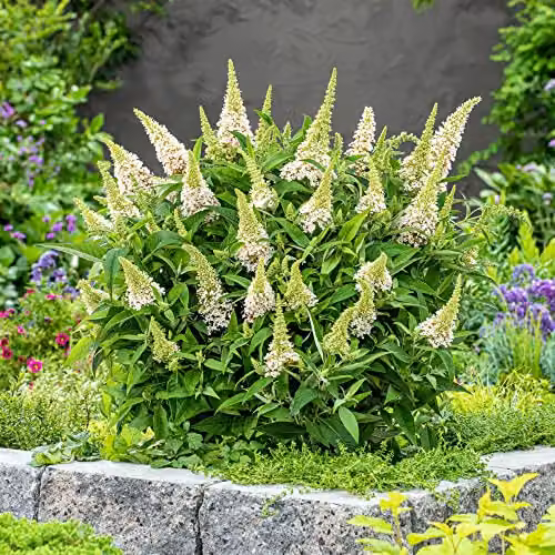 Thompson and Morgan Buddleja davidii Dwarf Compact Butterfly Candy Little White Hardy Ornamental Shrub, 1x 9cm Potted Plant – 2