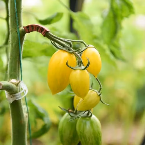 Thompson & Morgan Tomato Bliss F1 Yellow Striped Snackable Fruit Vegetable Seeds, 8 Seeds per Packet – 4