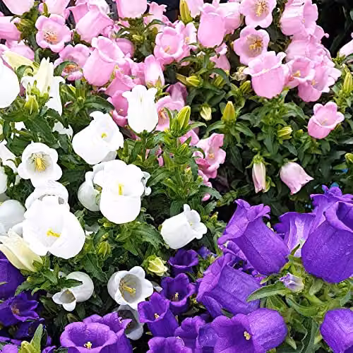Thompson and Morgan Campanula Canterbury Bells Mixed Blue, White and Pink Flower Seeds, Approx. 650 Seeds