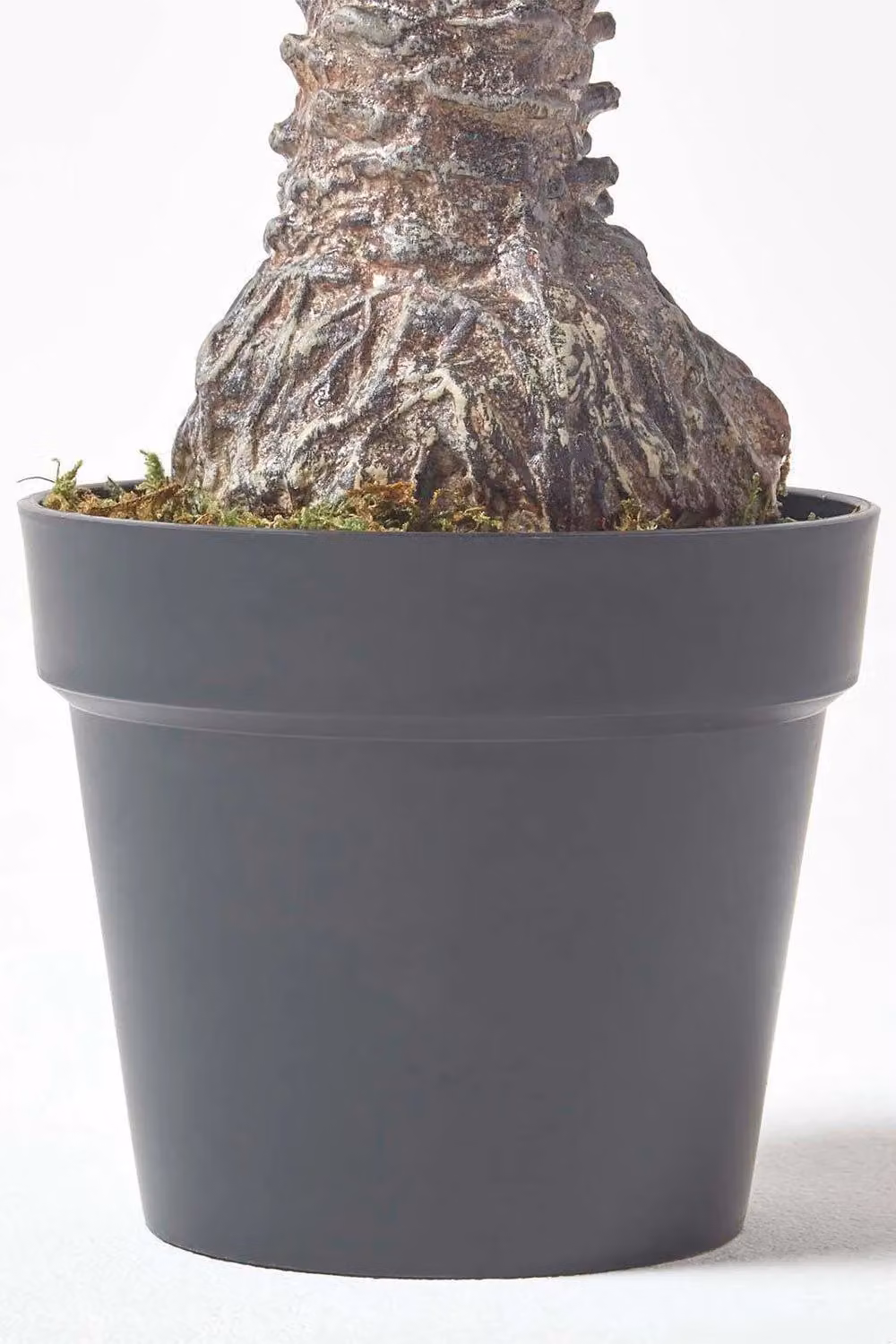 Homescapes Phoenix Palm Tree in Pot, Green, Height: 160 cm – 2