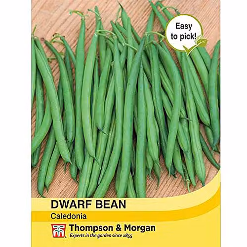 Thompson & Morgan Dwarf Caledonia French Bean Seeds, 100 Seeds – 2