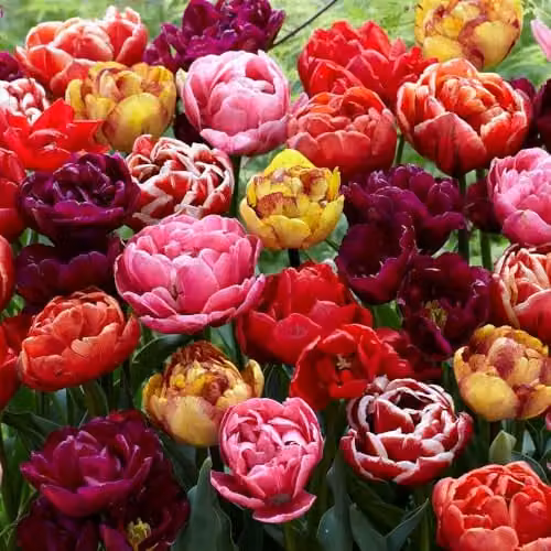 YouGarden Mixed Colour Double Flowered Peony Tulip Bulbs, Pack of 15