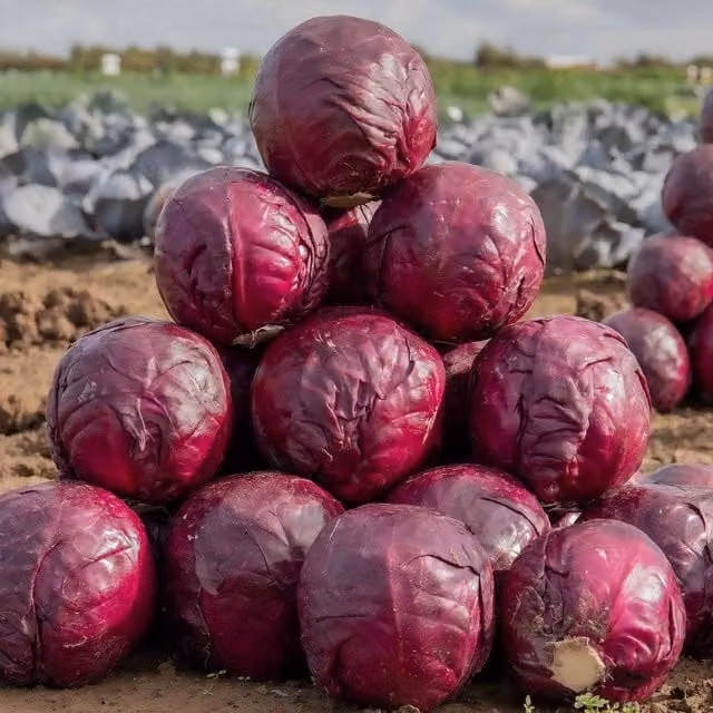 Marshalls Garden Red Rookie F1 Cabbage Seeds