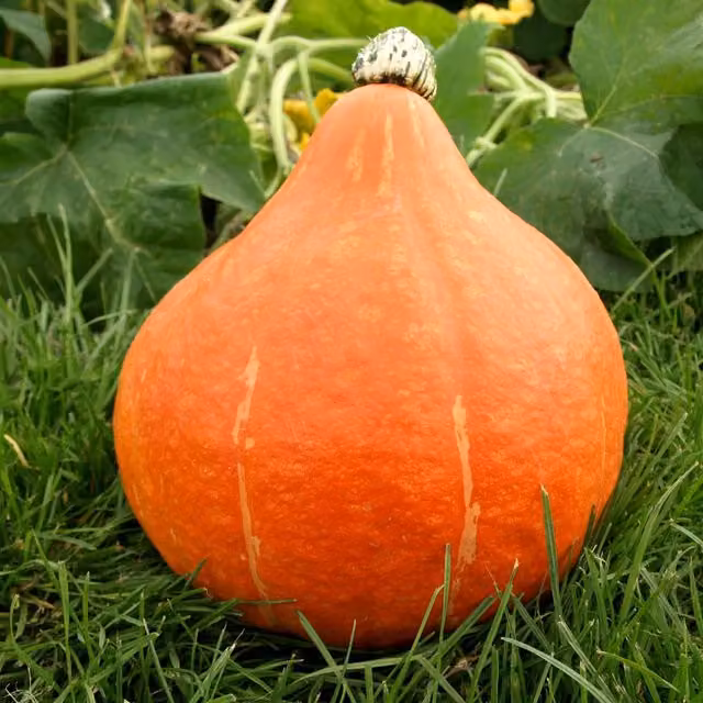 Marshalls Charisma F1 Chantenay Carrot Seeds, 300 Seeds, Orange
