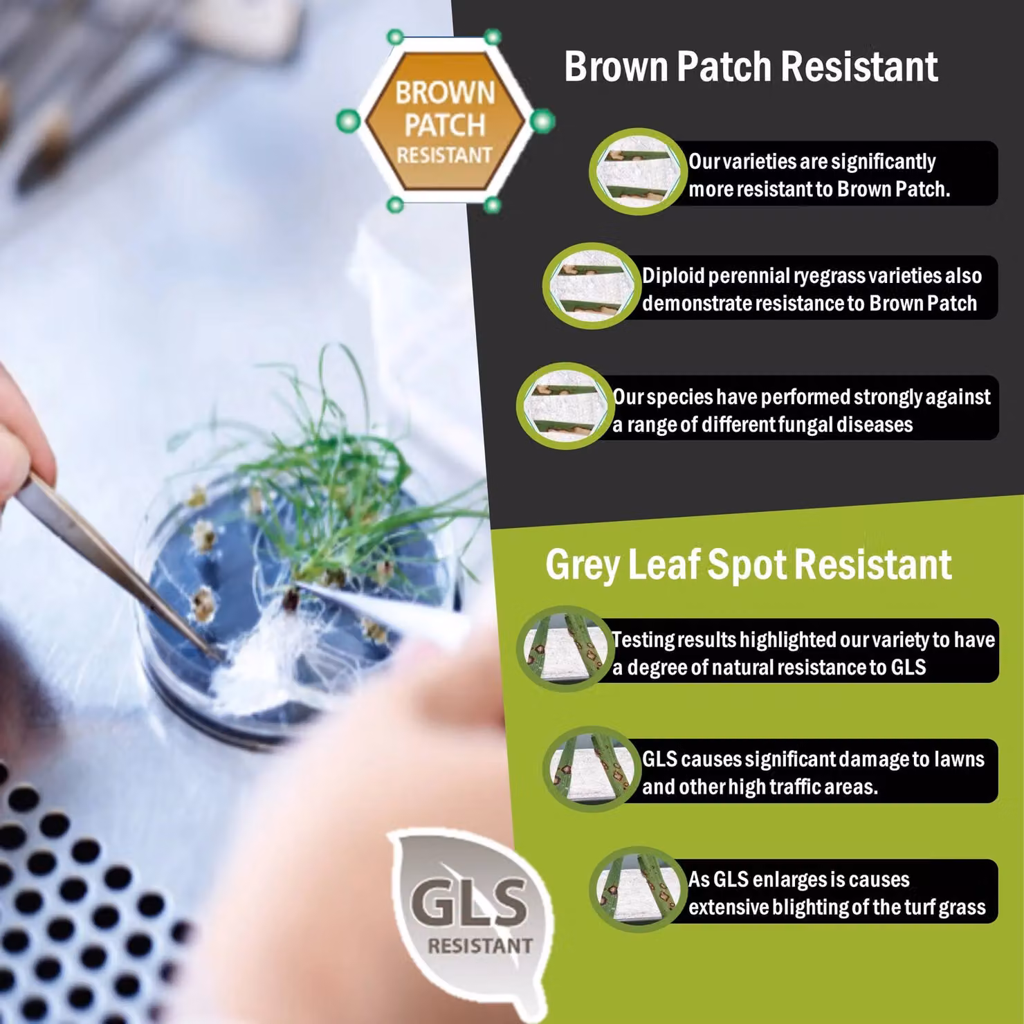 Pegdev ProDesigner Luxury Ornamental Lawn Seed, 100g – 3