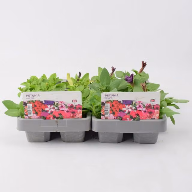 Plants By Post Mixed Colour Petunia Bedding Plants, 12 Plants