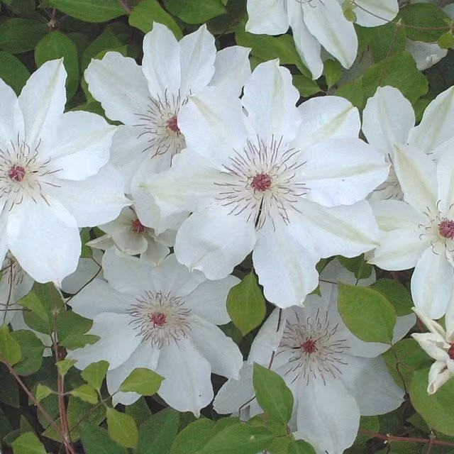 Plants By Post White Clematis Wedding Day Outdoor Climbing Ornamental Garden Plant