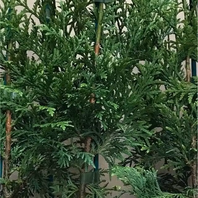 Direct Plants 10 Pack Thuja Plicata Gelderland Western Red Cedar Conifer Trees in Pots, Green