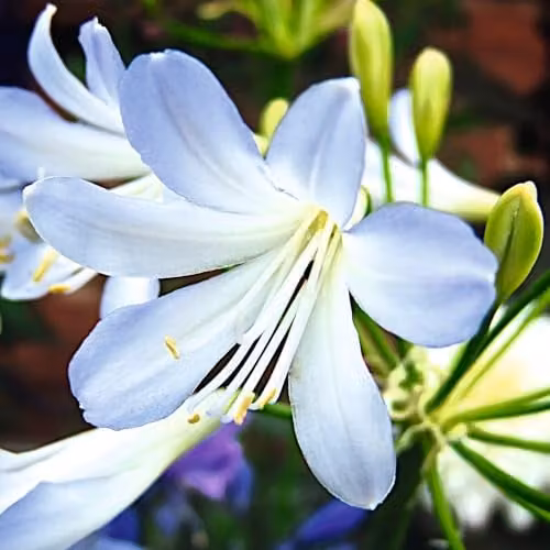 Thompson & Morgan Agapanthus africanus Silver Baby Compact African Lily Perennial with White and Pale Blue Flowers, 3 Litre Pot