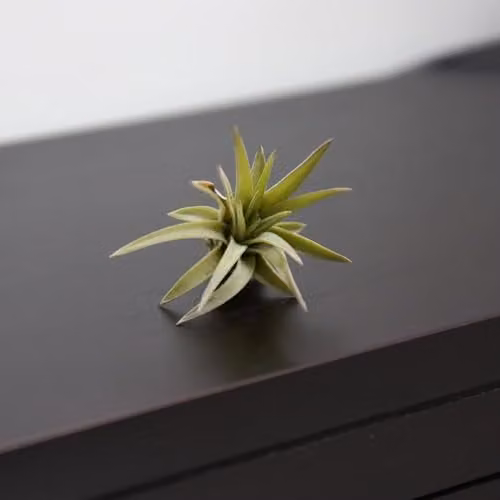 Thompson & Morgan Tillandsia Brachycaulos x Abdita Air Plants with Red-Tinged Foliage, 2 Pack, Height: 40 cm