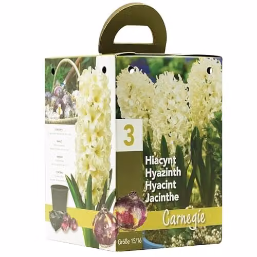 GreenBrokers White Hyacinth Growing Kit with 3 Bulbs and Pot – 1