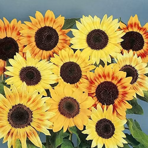 Thompson and Morgan Dwarf Sunflower Helianthus annuus Music Box Seeds, Yellow, 30 Seeds