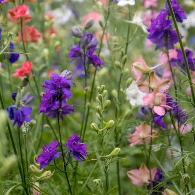 Unwins Choice Blend Larkspur Ornamental Flower Seeds in Blue, Grey and Multicolour