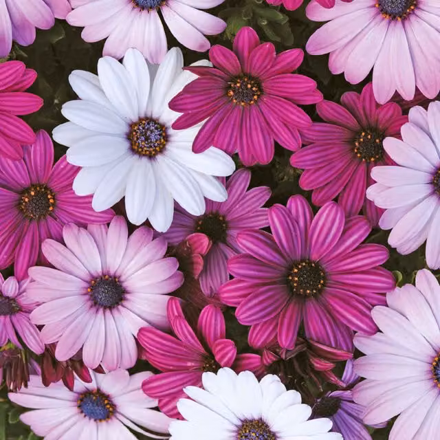 Unwins Osteospermum Akila Mix Flower Seeds, Purple and Multicolour