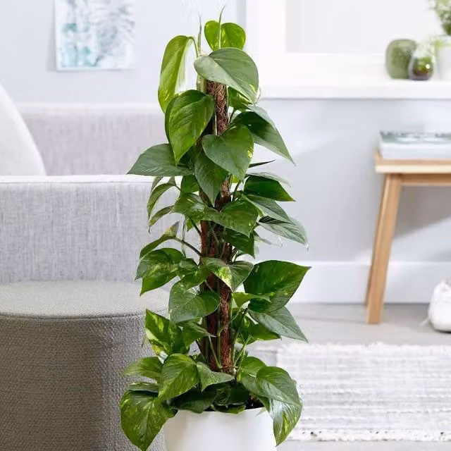 Primrose Epipremnum Aureum Devils Ivy Green and Yellow Hanging Indoor House Plant in 15cm Pot