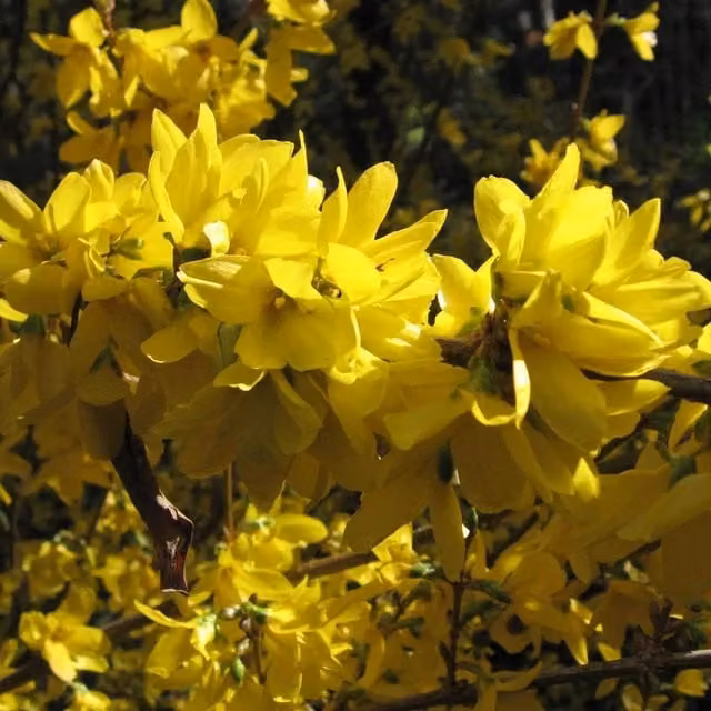 Direct Plants Forsythia Intermedia Spectabilis Yellow Flowering Ornamental Shrub
