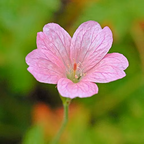 Thompson and Morgan Geranium x Oxonianum Wargrave Pink Hardy Perennial Plant, 1L Pot