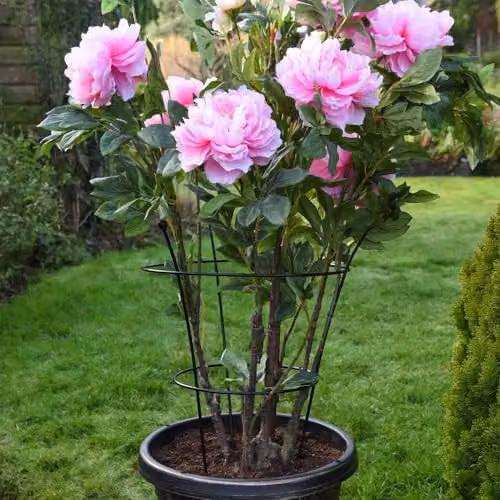 Thompson & Morgan Black Steel Peony Frame Outdoor Heavy Duty Herbaceous Garden Plant Support Rings, 2 Pack, W/D/H: 40 x 40 x 54 cm – 2