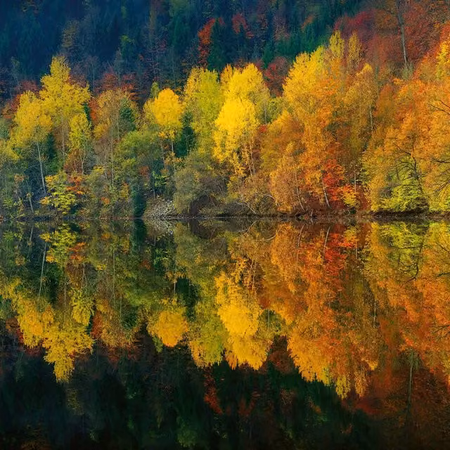 Autumn Forest Lake Rectangular Wall Mural in Yellow and Multicolour